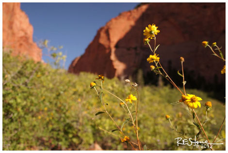 South Fork, Taylor Creek, Zion