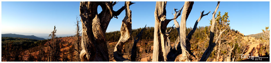 Twisted Forest, Utah