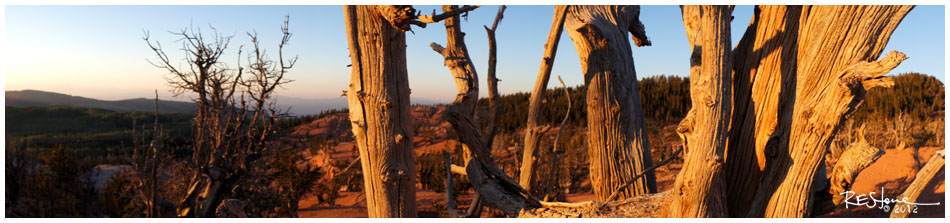 Twisted Forest, Utah