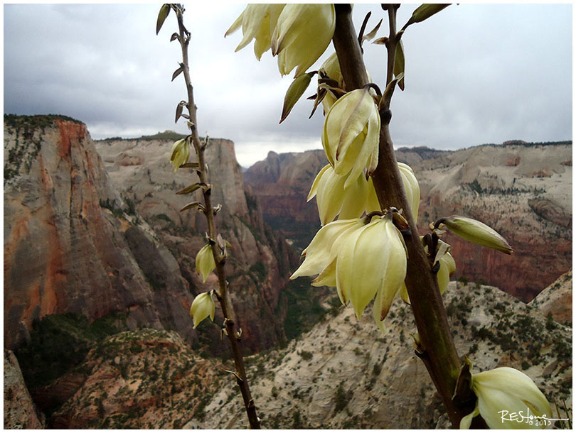 Observation Point Trail